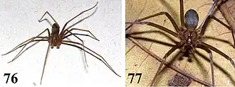 Description de l'image Loxosceles muriciensis (10.3897-zookeys.667.11369) Figures 76–77.jpg.