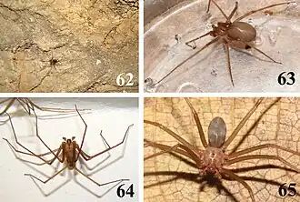 Description de l'image Loxosceles willianilsoni (10.3897-zookeys.667.11369) Figures 62–65.jpg.