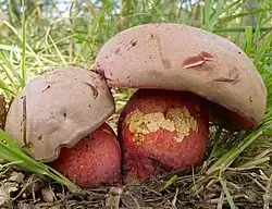 Description de cette image, également commentée ci-après