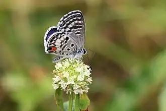 Description de cette image, également commentée ci-après