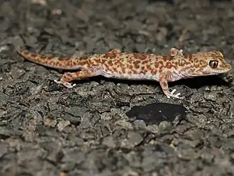 Description de l'image Lucasium byrnei 453861107.jpg.