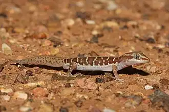 Description de l'image Lucasium immaculatum 87987449.jpg.