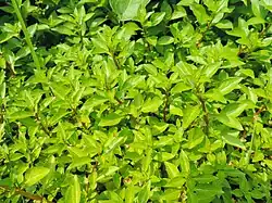 Isnardie des marais.