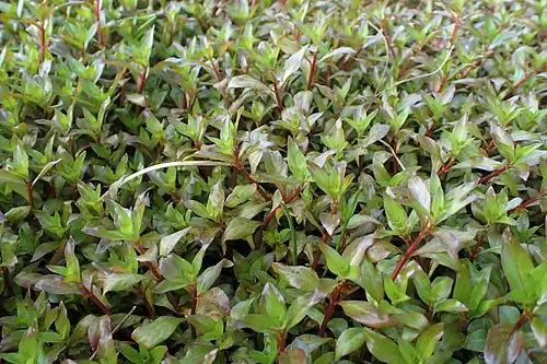 Isnardies des marais.