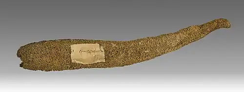 Luffa aegyptiaca  Squelette fibreux  au Muséum de Toulouse.