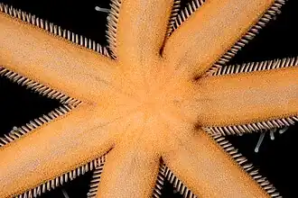 Détail du disque central.