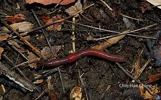 Le lombric des marais (Lumbricus rubellus) est classé par certains comme un épi-endogé, par d'autres comme un anécique.