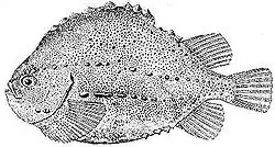 Lompe (Cyclopterus lumpus, is:Hrognkelsi)