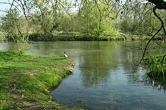 Le Loing à Moret-Loing-et-Orvanne, 100 m après la confluence avec le Lunain (à gauche de l'image).