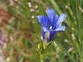 Gentiane des marais (Gentiana pneumonanthe)