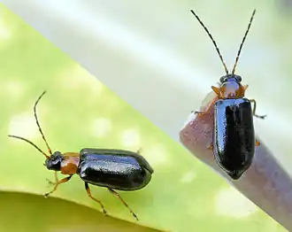 Description de l'image Luperus_flavipes01.jpg.