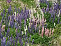 Lupins sauvages dans l'île du Sud (Nouvelle-Zélande).