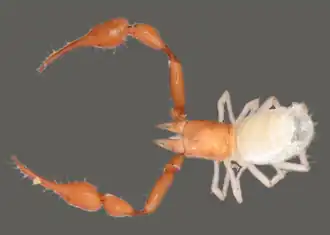 Description de l'image Lusoblothrus aenigmaticus.png.