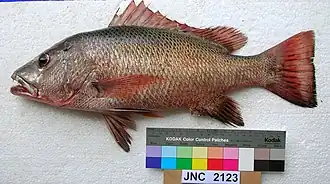 Description de l'image Lutjanus argentimaculatus JNC2123 New Caledonia.JPG.