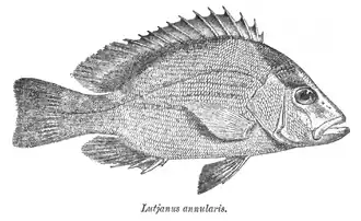 Description de l'image Lutjanus erythropterus Day.png.