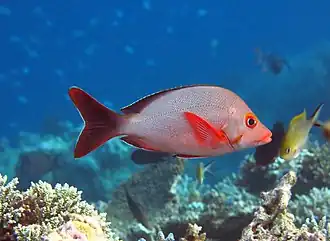 Un vivaneau bossu (Lutjanus gibbus)