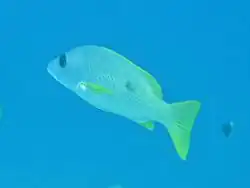 Un vivaneau églefin (Lutjanus monostigma)