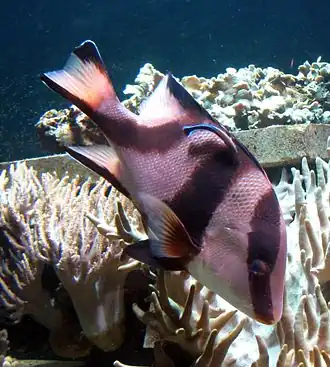 Description de l'image Lutjanus_sebae.jpg.