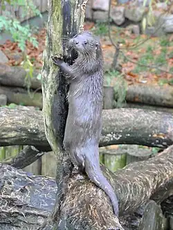 Photographie d’une loutre grimpant sur un tronc d’arbre.