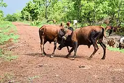 Lutte entre bovins dans le pâturage naturel de Samiondji