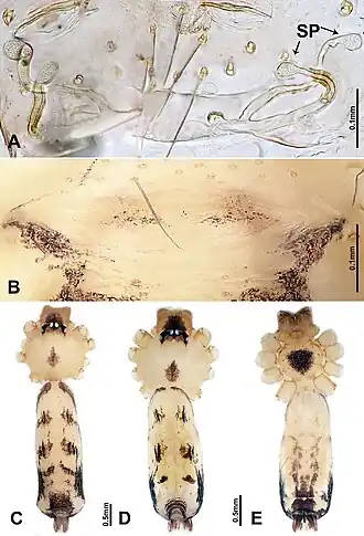 Description de l'image Luzonacera francescoballarini (10.3897-zookeys.822.30927) Figure 4.jpg.