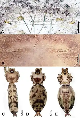 Description de l'image Luzonacera lattuensis (10.3897-zookeys.822.30927) Figure 6.jpg.