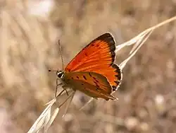 Lycaena virgaureae (Espagne).