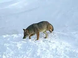 Un animal intermédiaire entre renard et loup en liberté dans la neige