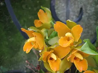 Description de l'image Lycaste cochleata - Flickr 003.jpg.