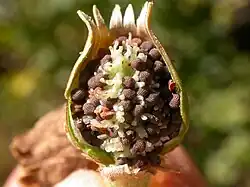 Placentation centrale