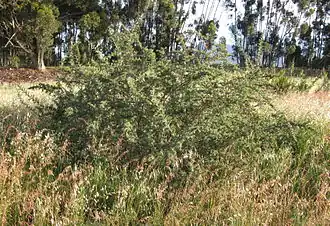 Description de l'image Lycium afrum IMG 6176s.JPG.