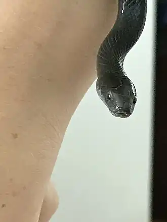 Description de l'image Lycodonomorphus inornatus1.jpg.