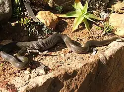 Lycodonomorphus rufulus