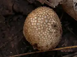 Perte des aiguillons créant des aréoles caractéristiques.