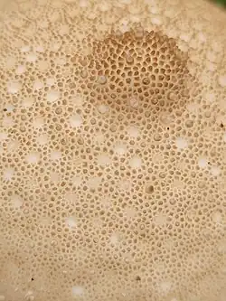 Perte des aiguillons créant des aréoles.