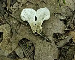 Chair du pied brune caractéristique.