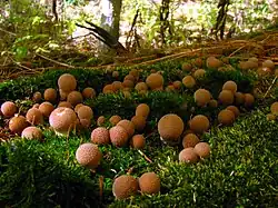 Photo d'un groupe de Lycoperdon pyriformis