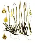 Illustration botanique de Lycopodium clavatum.