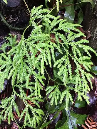 Description de cette image, également commentée ci-après