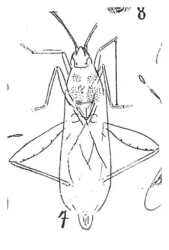 †Lygaeus elongatiabdominalis (Lygaeidae), Aix-en-Provence, Stampien (-33 à -28 millions d'années).