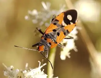 Description de l'image Lygaeus simulans (Kazakhstan).jpg.