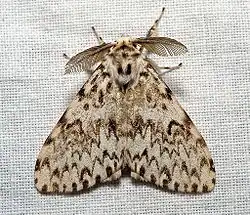 Le mâle est reconnaissable à ses antennes « en plumeau » (qui captent les phéromones émises par la femelle)