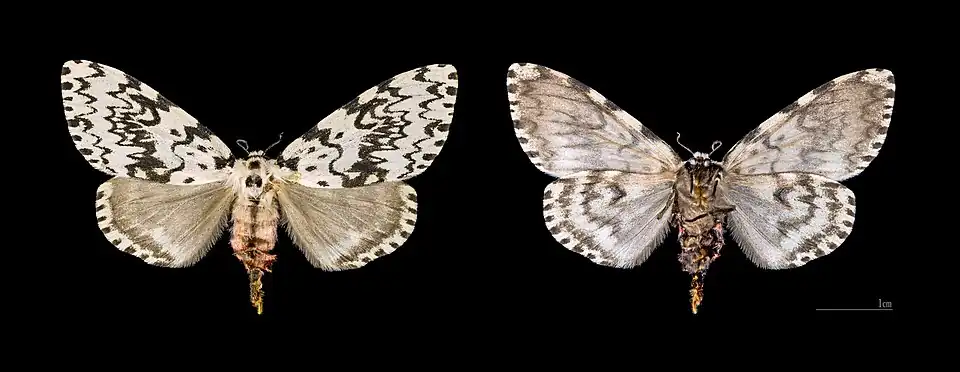 ♀  Corse-du-Sud  MHNT