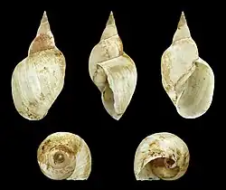 Lymnaea stagnalis (Lymnaeidae)