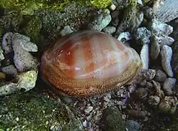 Lyncina leviathan (très rare)