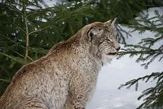 Lynx.