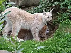 Lynx boréal de couleur crème, peu tacheté.