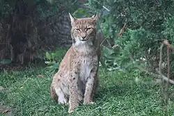 Lynx Boréal