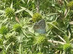 Spécimen de la faune des pelouses sèches du Patouillet-Lunery.