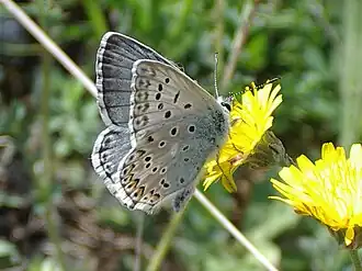 Lysandra hispana, mâle.